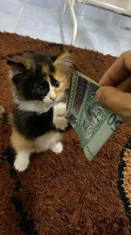 Котёнок просит денег