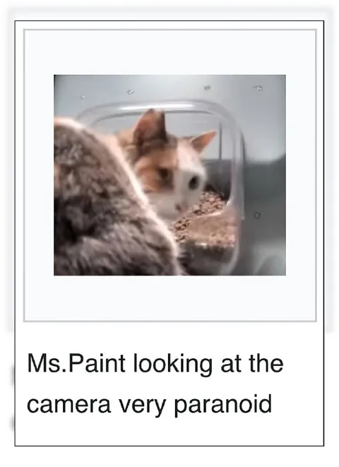 Ms. Paint смотрит на камеру