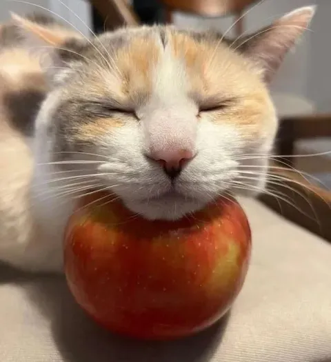 Кот на яблоке