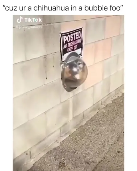 Chihuahua in a Bubble