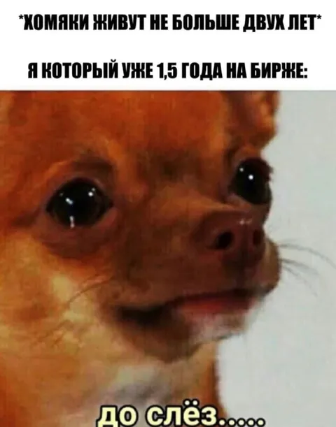 Хомяк на бирже до слёз