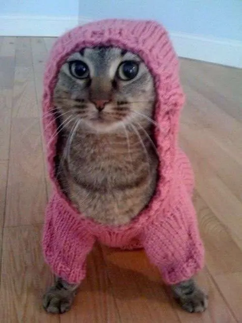 Кот в розовом свитере