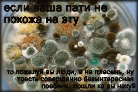 Пати похожа на плесень