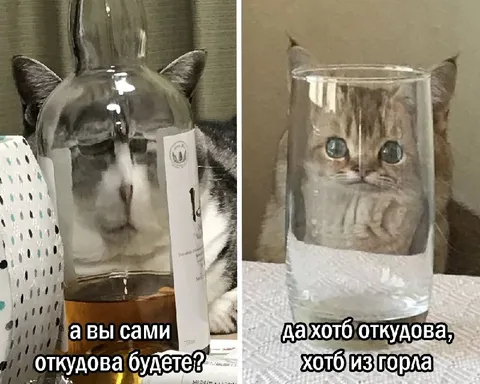 Кот в бутылке и стакане