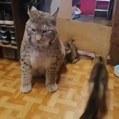 Большой кот среди малышей