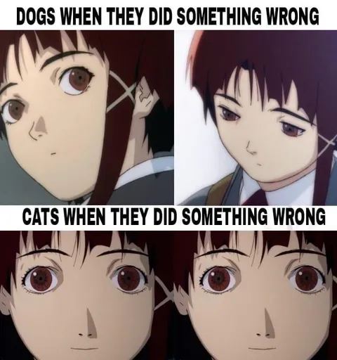 Dogs Versus Cats When Guilty