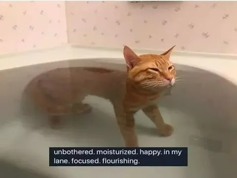 Unbothered Cat Bath