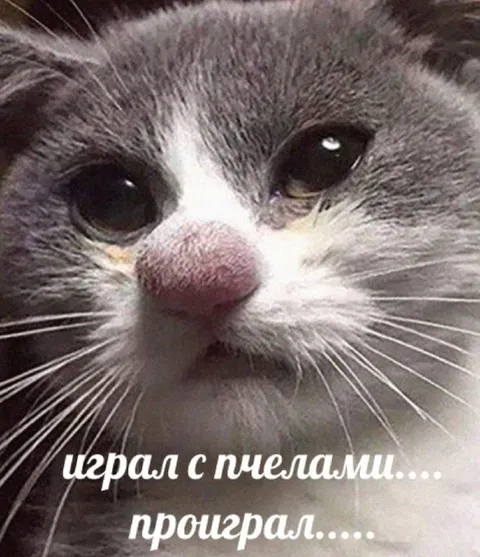 Кот, который проиграл плечами