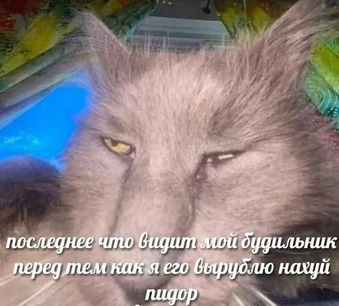 Кот перед отключением будильника