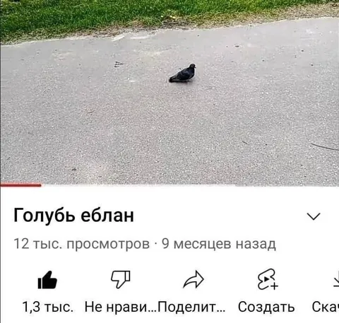 Голубь еблан