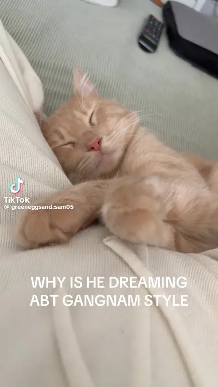 Cat Dreams About Gangnam Style