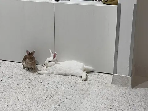 Белый кролик лежит рядом с коричневым