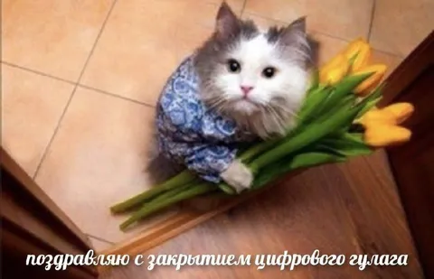 Кот с тюльпанами поздравляет