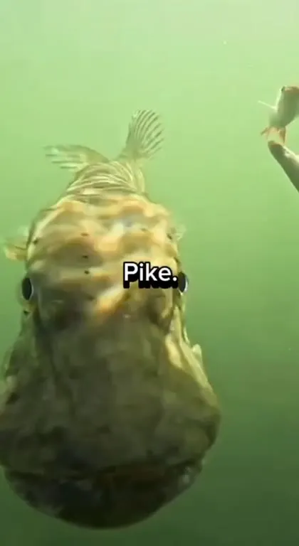 Pike Stares at the Lure
