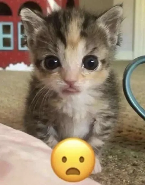 Удивлённый котёнок с эмодзи