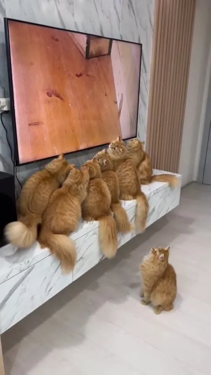 Коты смотрят мышь по телевизору