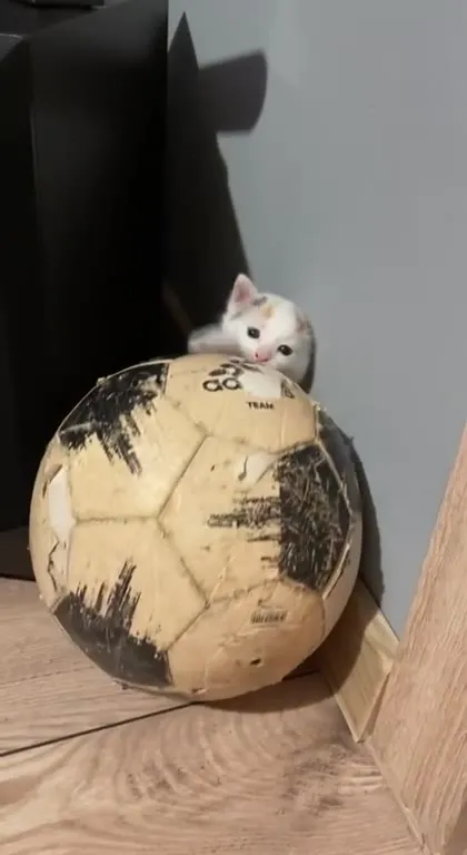 Котик за мячом