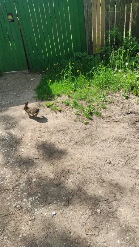 Утка свернула с тротуара