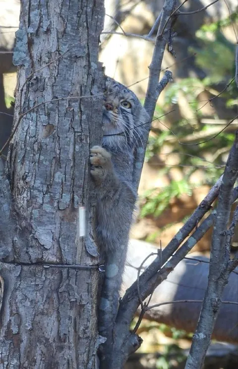 Кот прячется за деревом