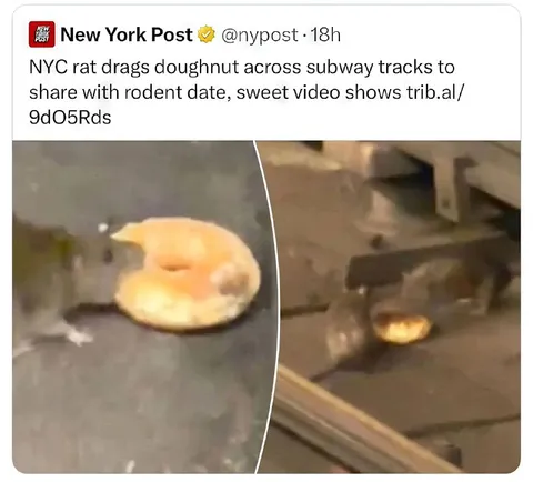 Rat Drags Doughnut for Date