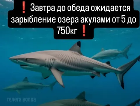 Зарыбление озера акулами