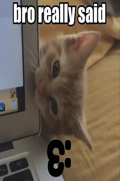 Bro Really Said Kitten