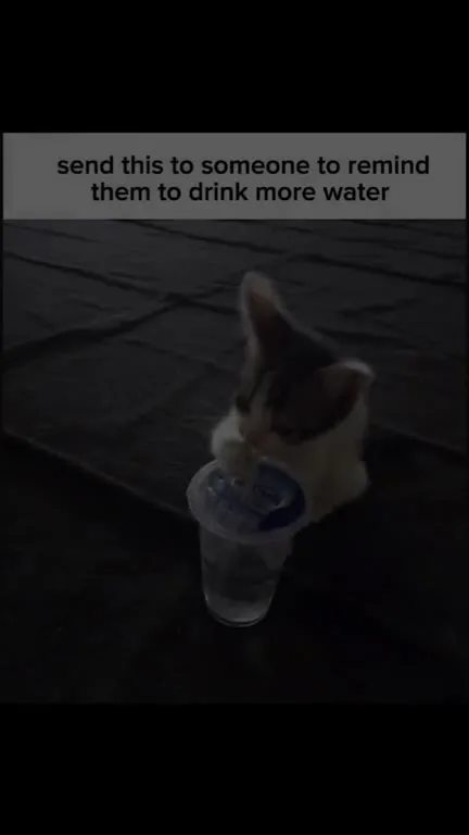 Kitten Reminds You to Drink Water