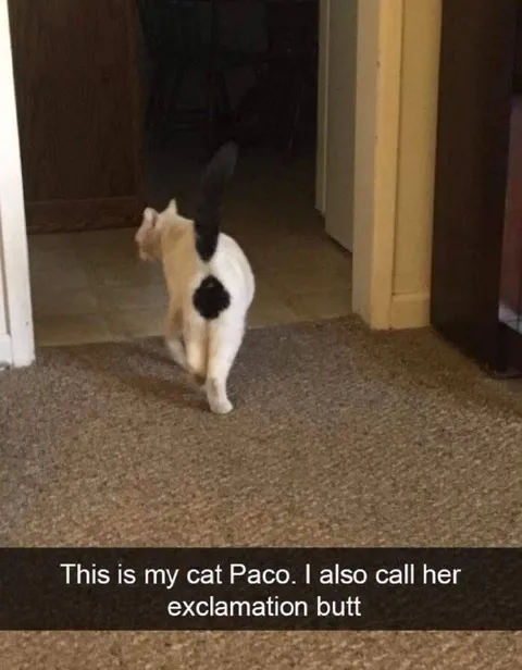 Cat With an Exclamation Butt
