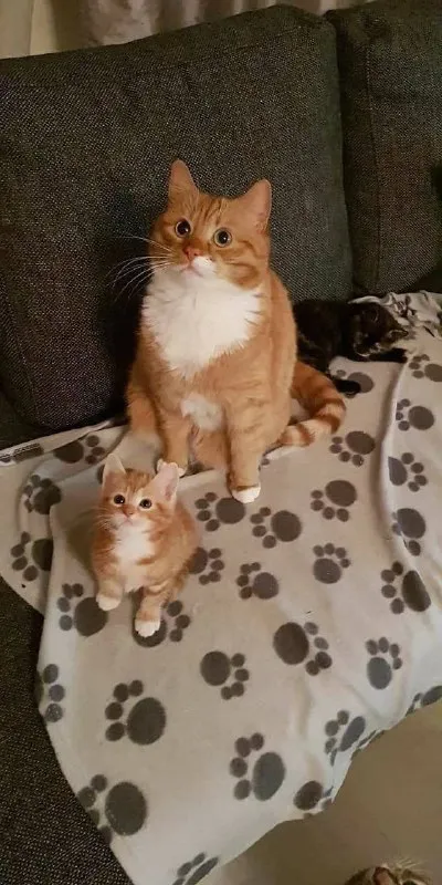 Большой кот и маленький котёнок