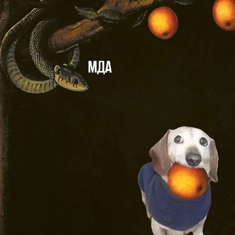 Мда, собака с апельсином