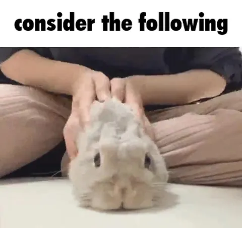 Consider the Following Rabbit