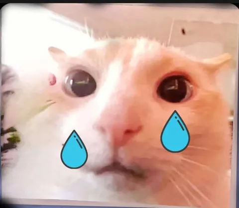 Плачущий кот крупным планом