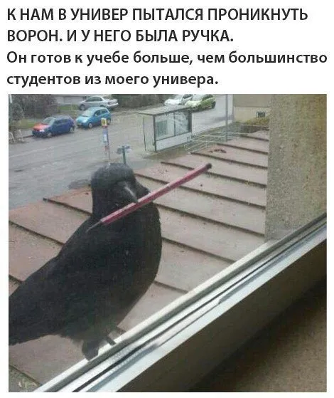 Ворон готов к учебе