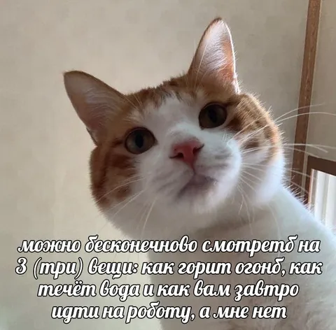 Кот и три вечные вещи