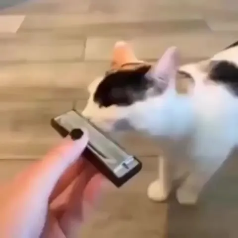 Кошка нюхает странный предмет