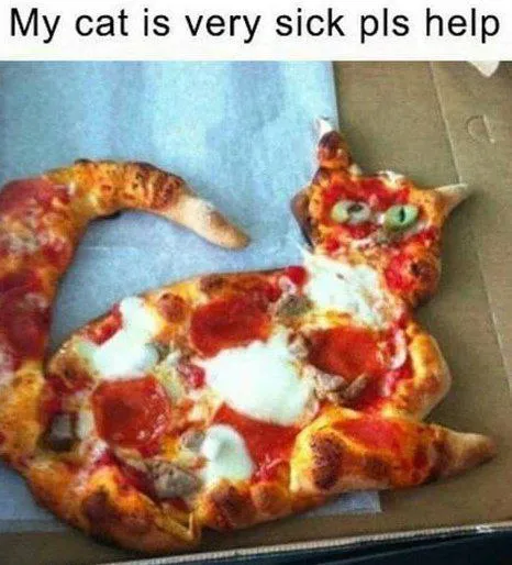 My Cat Is Very Sick