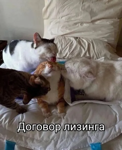 Договор лизинга с котами