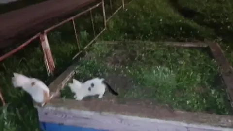 Коты устроили драку на грядке