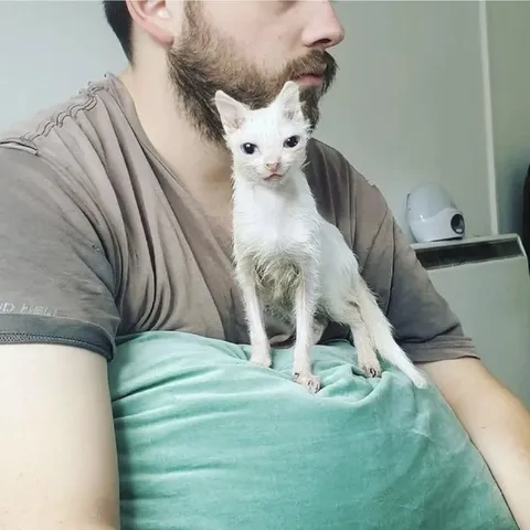 Котёнок с суровым взглядом