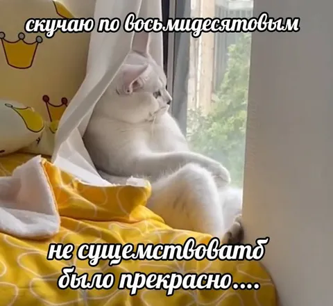 Кот скучает по восьмидесятым