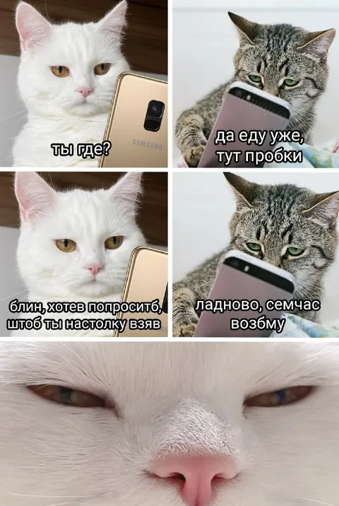 Коты и внезапная просьба