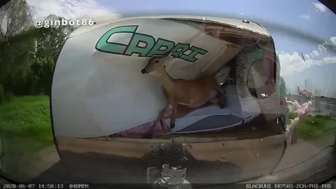Олень пробивает прицеп