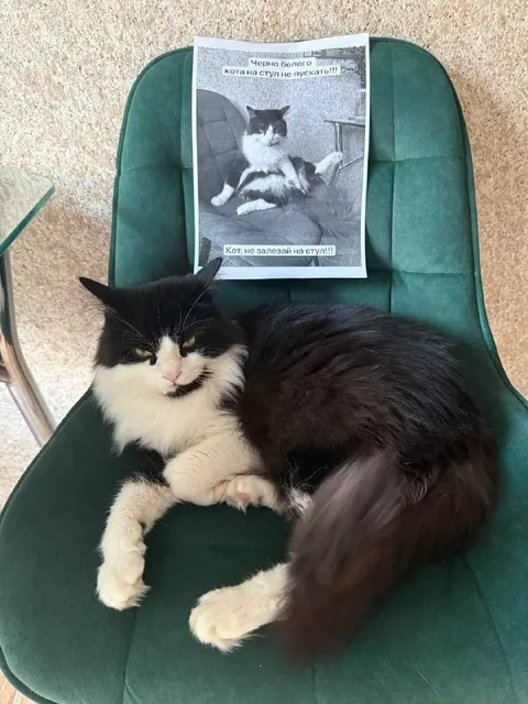 Кот нарушил запрет на стул