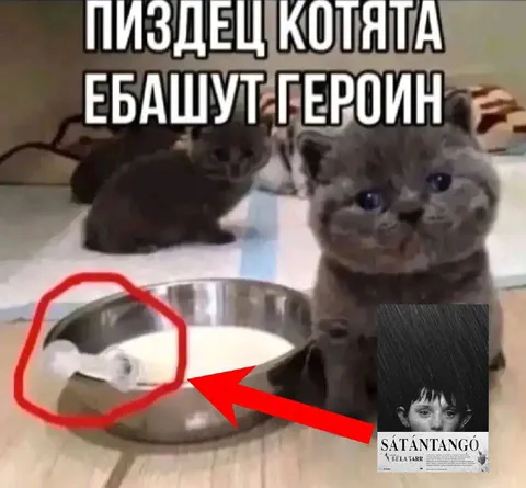 Котята ебашут героин