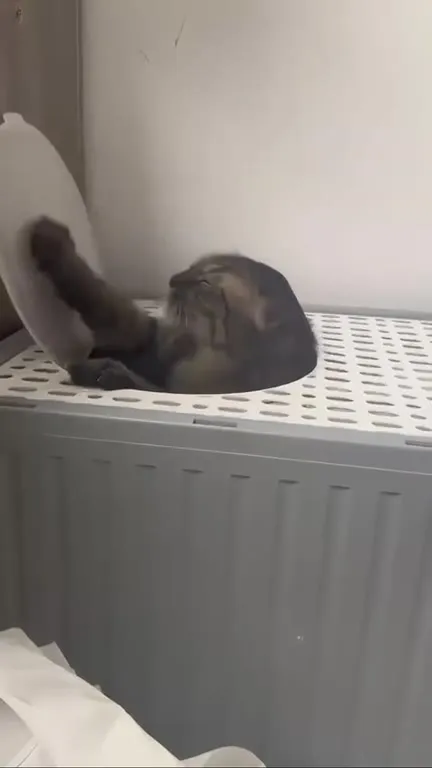 Кот в ловушке под крышкой