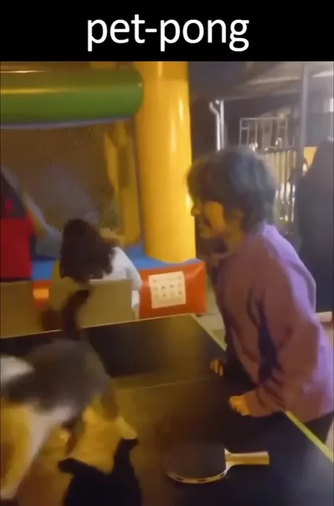Pet-Pong Cat Match