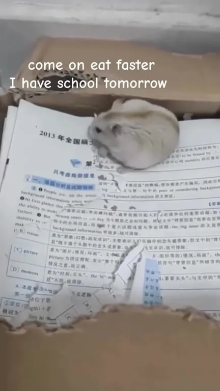 Hamster Refuses to Eat Faster