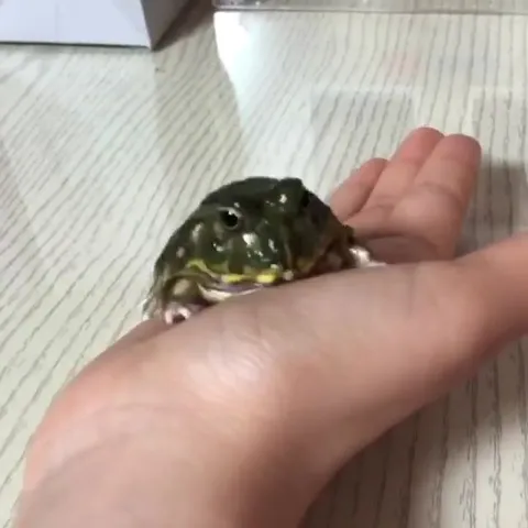 Лягушка забирается на ладонь