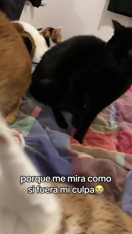 El gato me mira como culpable