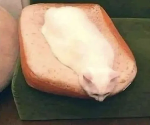 Кот на ломтике хлеба